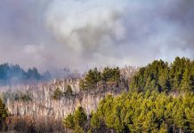 В Приамурье из-за природных пожаров введён режим ЧС регионального характера в лесах