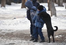 16 175 домашних собак и кошек в Приамурье получили вакцину против бешенства
