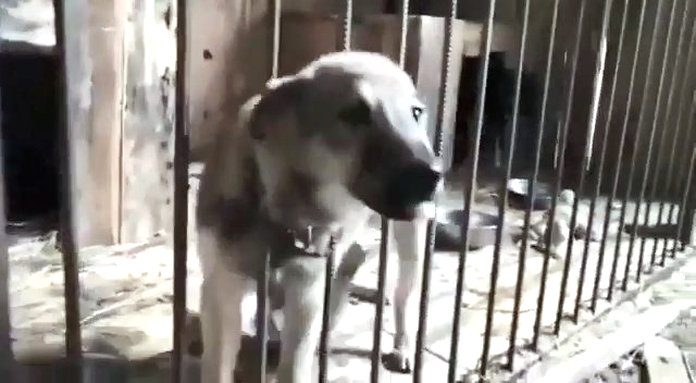 Приют для бездомных собак в Циолковском пополняется новыми вольерами