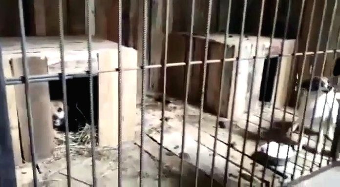 Приют для бездомных собак в Циолковском пополняется новыми вольерами