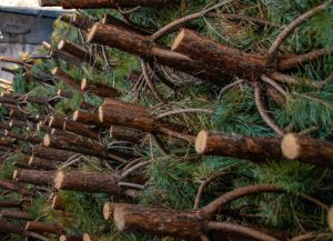 Амурские лесничие провели 529 рейдов по выявлению незаконной рубки новогодних деревьев