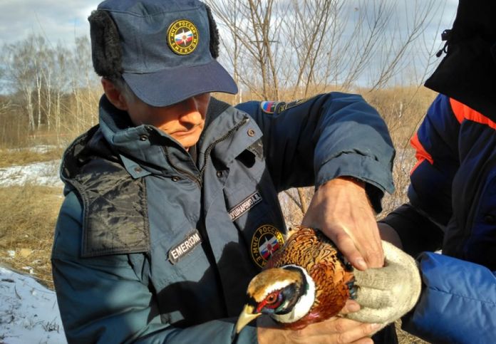Амурские спасатели освободили застрявшего в сетке-рабице фазана