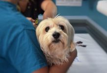 Более 100 тысяч домашних животных в Приамурье получили прививку от бешенства