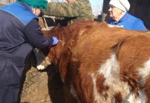 Осенняя «прививочная кампания» началась у сельхозживотных в Приамурье
