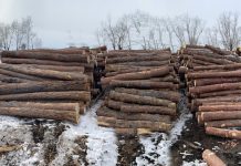 Рейд по пунктам приёма и отгрузки древесины провели в Амурской области