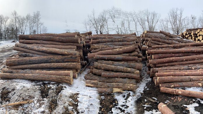 Рейд по пунктам приёма и отгрузки древесины провели в Амурской области