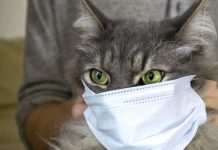 Как уберечь домашних животных от коронавирусной инфекции?