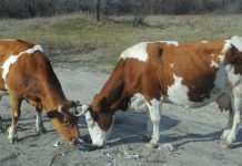 Шесть коров и лошадь без документов «проводили» до дома амурские ветеринары