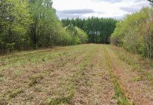 Более 85 миллионов рублей потратят в Приамурье на восстановление лесов