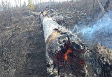 За сутки в Амурской области ликвидировано 8 природных пожаров