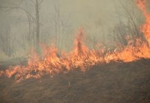 Свободненцев предупредили об ухудшении лесопожарной обстановки