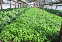 В исправительных учреждениях Приамурья осуждённые сами выращивают овощи и картофель