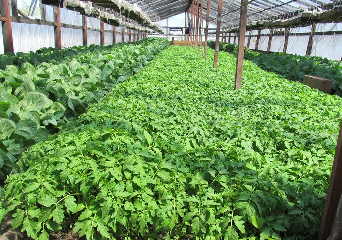 В исправительных учреждениях Приамурья осуждённые сами выращивают овощи и картофель