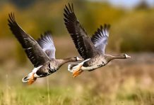 В Амурской области отмечен рост численности водоплавающих птиц