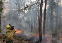 Самым крупным в Приамурье этой весной стал лесной пожар около села Рогачёвка