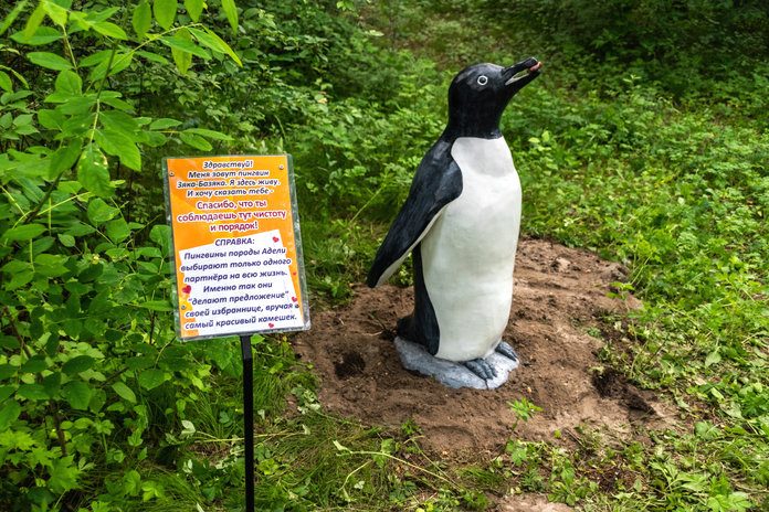 Поселившийся в бывшем дендрарии пингвин исполнит желания свободненцев