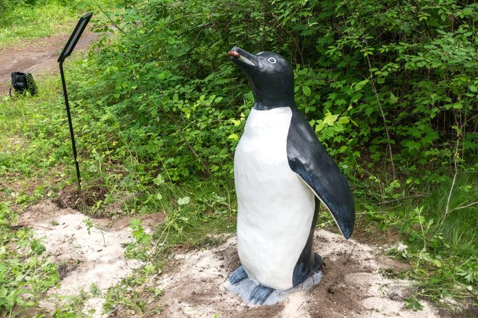 Поселившийся в бывшем дендрарии пингвин исполнит желания свободненцев