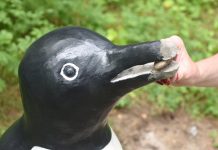 Мастер-любитель из Свободного «вернул» клюв разбитому вандалами пингвину