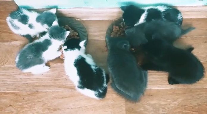 Оставшиеся без мамы семеро котят очень в семью хотят…