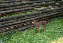 Специалисты природного парка «Зейский» в Приамурье выкармливают детёныша косули