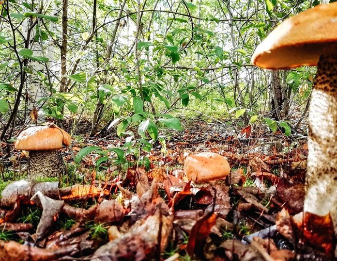 Дождливое лето на севере Приамурья радует урожаем грибов
