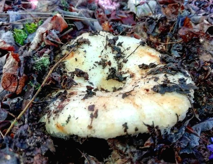 Дождливое лето на севере Приамурья радует урожаем грибов