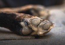 Амурчанину грозит до 5 лет лишения свободы за убийство собаки
