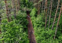 Амурская область вошла в ТОП-10 самых лесистых регионов в стране