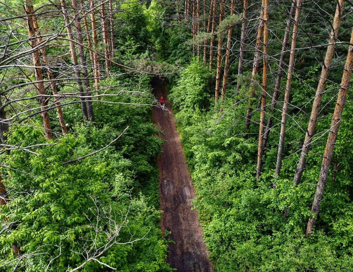 Амурская область вошла в ТОП-10 самых лесистых регионов в стране
