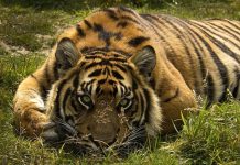 Поиски убитого браконьерами в Свободненском районе амурского тигра велись ещё с 8 сентября