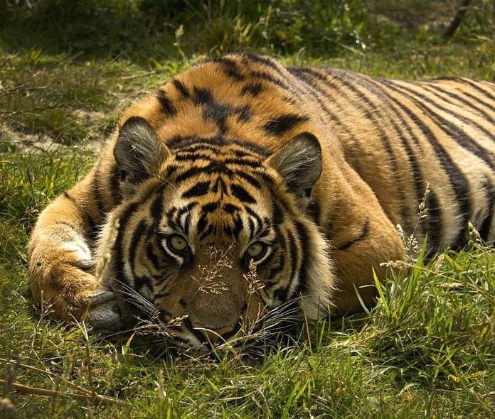Поиски убитого браконьерами в Свободненском районе амурского тигра велись ещё с 8 сентября