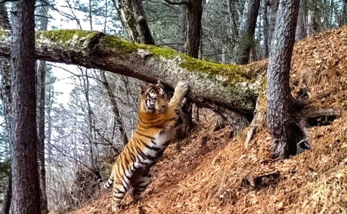Губернатор Василий Орлов назвал нелюдями убивших амурского тигра Павлика браконьеров