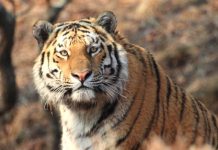 Полиция Свободного возбудила уголовное дело по факту убийства амурского тигра