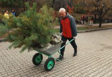 Плодопитомник «Свободненский» поставит Благовещенску 500 взрослых деревьев