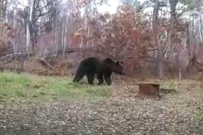 Растерзавший двух собак медведь гуляет в окрестностях посёлка недалеко от Свободного