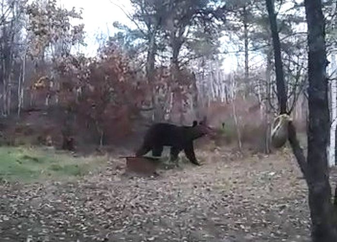 Нападавшего на собак в окрестностях Свободного медведя подстрелили охотники