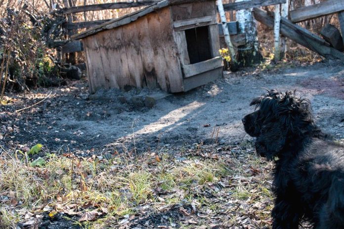 Медведь-шатун продолжает охоту на собак в окрестностях Свободного