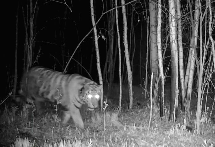 Найдены новые улики в уголовном деле по факту убийства тигра Павлика