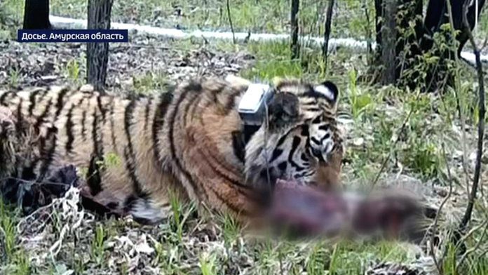Найдены новые улики в уголовном деле по факту убийства тигра Павлика