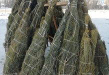 Ёлочные базары в амурских лесхозах откроются с 10 декабря
