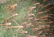 Аянские ели и пихты заготовили для продажи к Новому году в лесхозах Приамурья