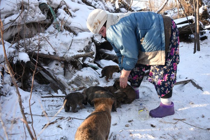 Трёх бездомных собак с 10-ю щенками пытается спасти в морозы пенсионерка из Свободного