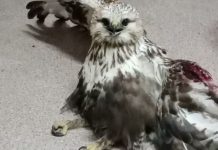 Спасённая в Приамурье хищная птица с повреждённым крылом могла пострадать из-за фейерверка