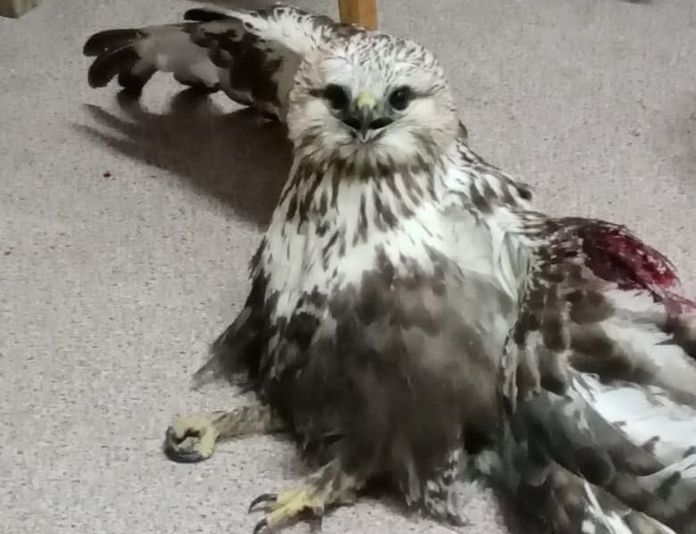 Спасённая в Приамурье хищная птица с повреждённым крылом могла пострадать из-за фейерверка