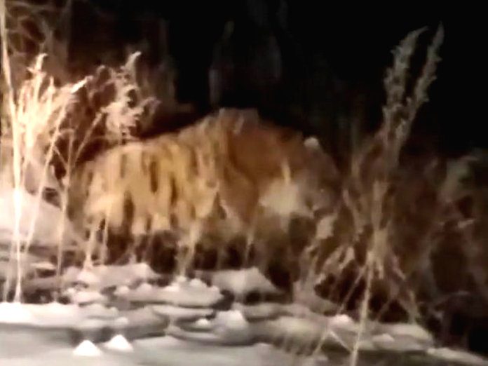 Жителей сёл предупредили о «гуляющем» по Приамурью неизвестном тигре