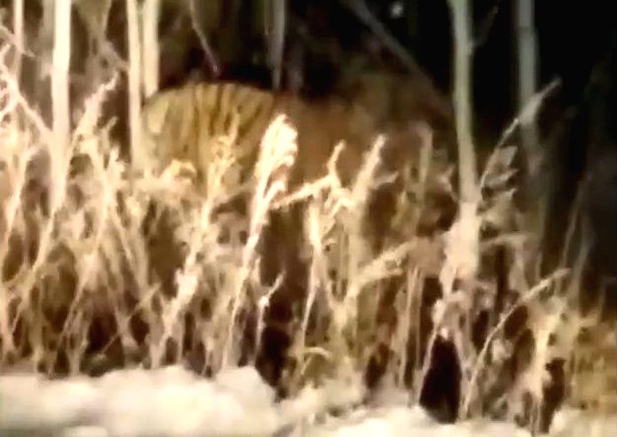Жителей сёл предупредили о «гуляющем» по Приамурью неизвестном тигре