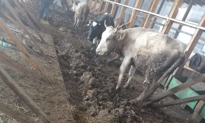 На ферме в амурском селе скот длительное время содержался без пищи и воды
