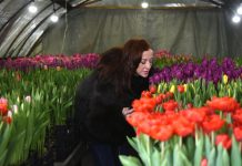Купить цветы для любимых в плодопитомнике «Cвoбoднeнcкий» можно будет даже 8 Марта