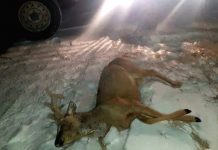 В Приамурье задержали группу браконьеров-полуночников с убитой косулей