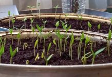 Обратный отсчёт: выращивание рассады томатов, перцев, баклажанов